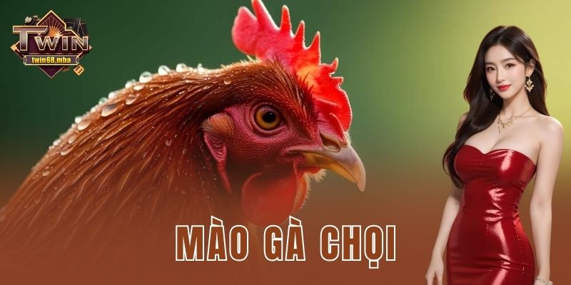 Mào gà chọi Twin68